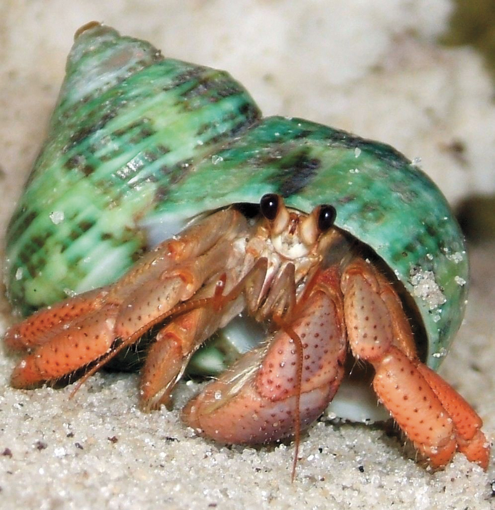 wild hermit crab care